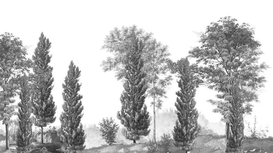 Cyprès et acaciasGrisaille - Ananbô