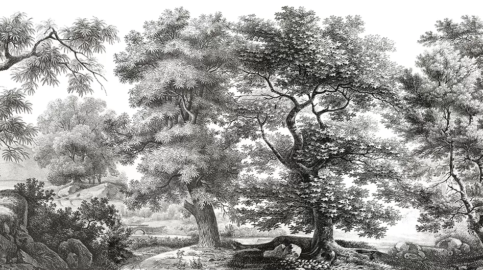 Sous-boisNoir et blanc - Ananbô