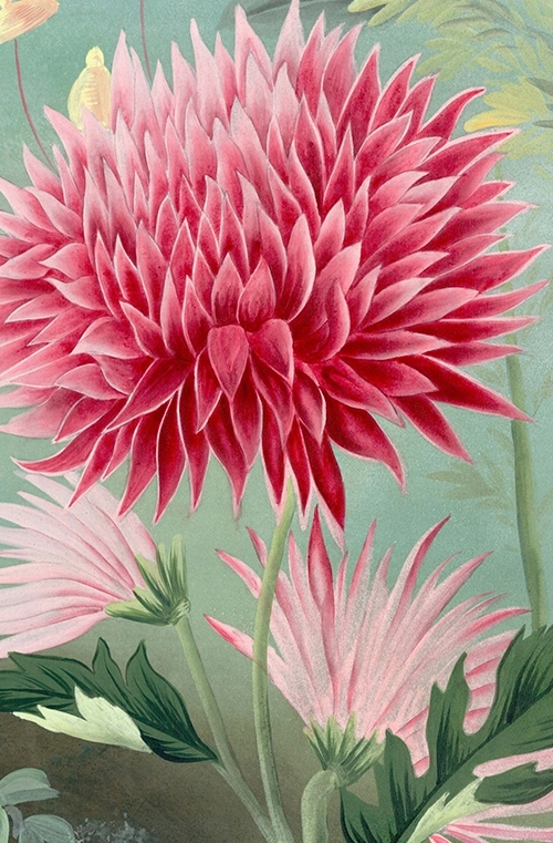 fleur-bloominng