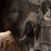 Bengale grisaille