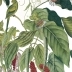 Andaman couleur