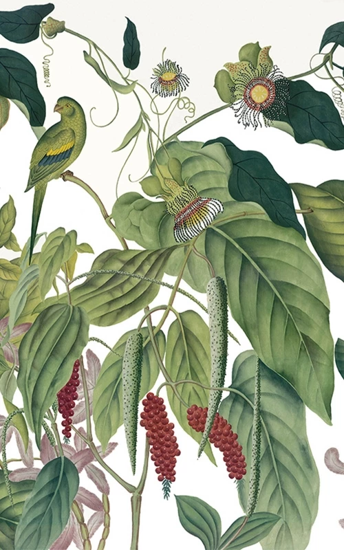 Andaman couleur