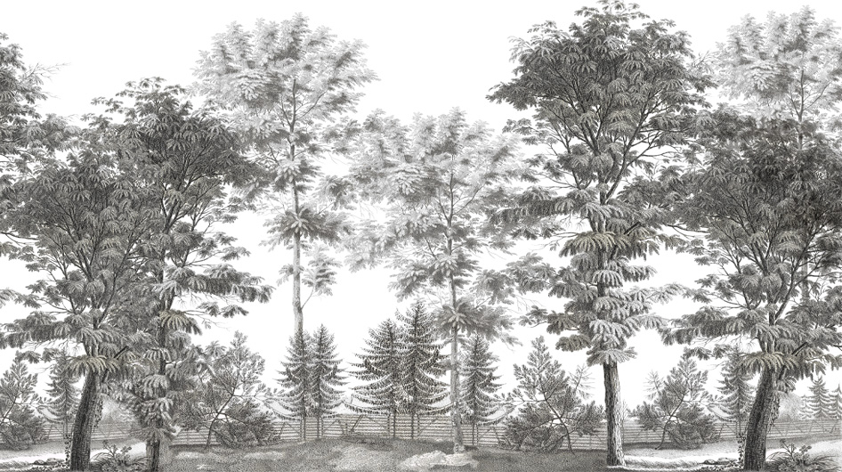 Papier peint panoramique Les acacias Grisaille - Ananbô