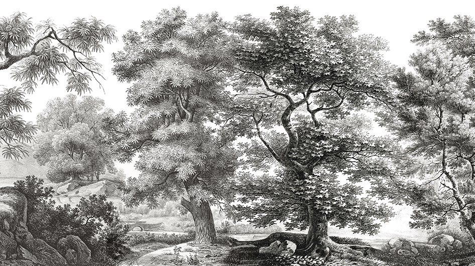 Papier peint panoramique Sous-bois Noir et blanc - Ananbô